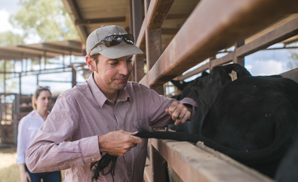 A man pulling hair from the tail of a cow